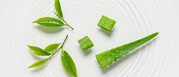 Aloe vera